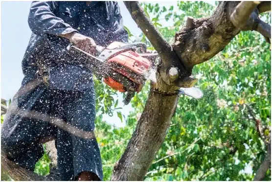 tree services Elk City